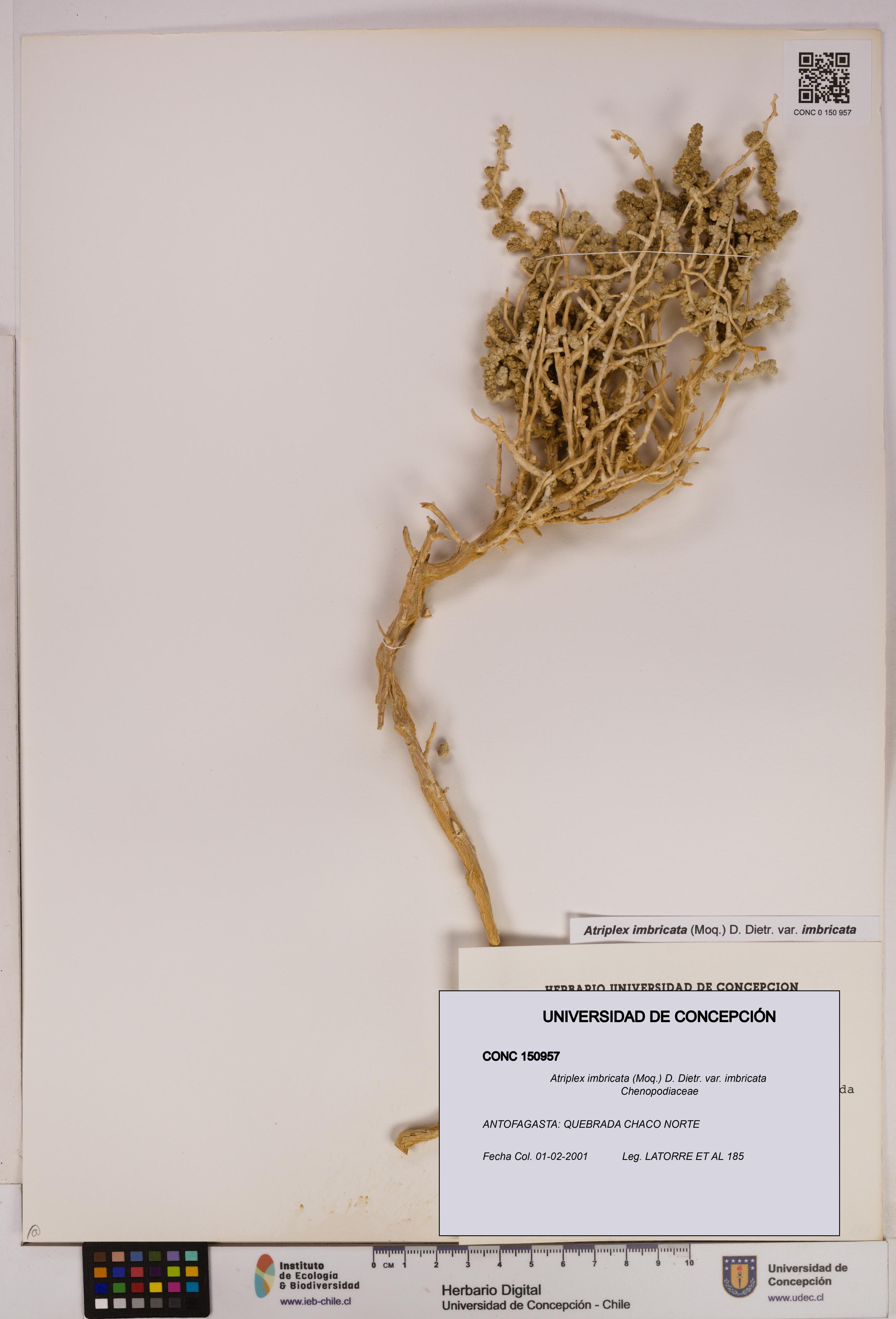 Atriplex imbricata [Espécimen: UDEC:CONC:0150957]