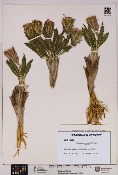 Perezia atacamensis [Espécimen: UDEC:CONC:0150960]