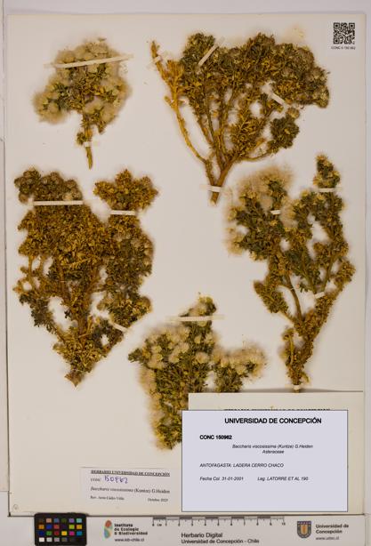 Baccharis tola [Espécimen: UDEC:CONC:0150962]