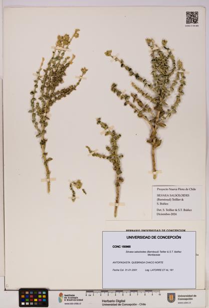 Silvaea salsoloides [Espécimen: UDEC:CONC:0150965]