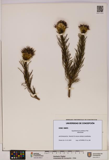 Gypothamnium pinifolium [Espécimen: UDEC:CONC:0150972]