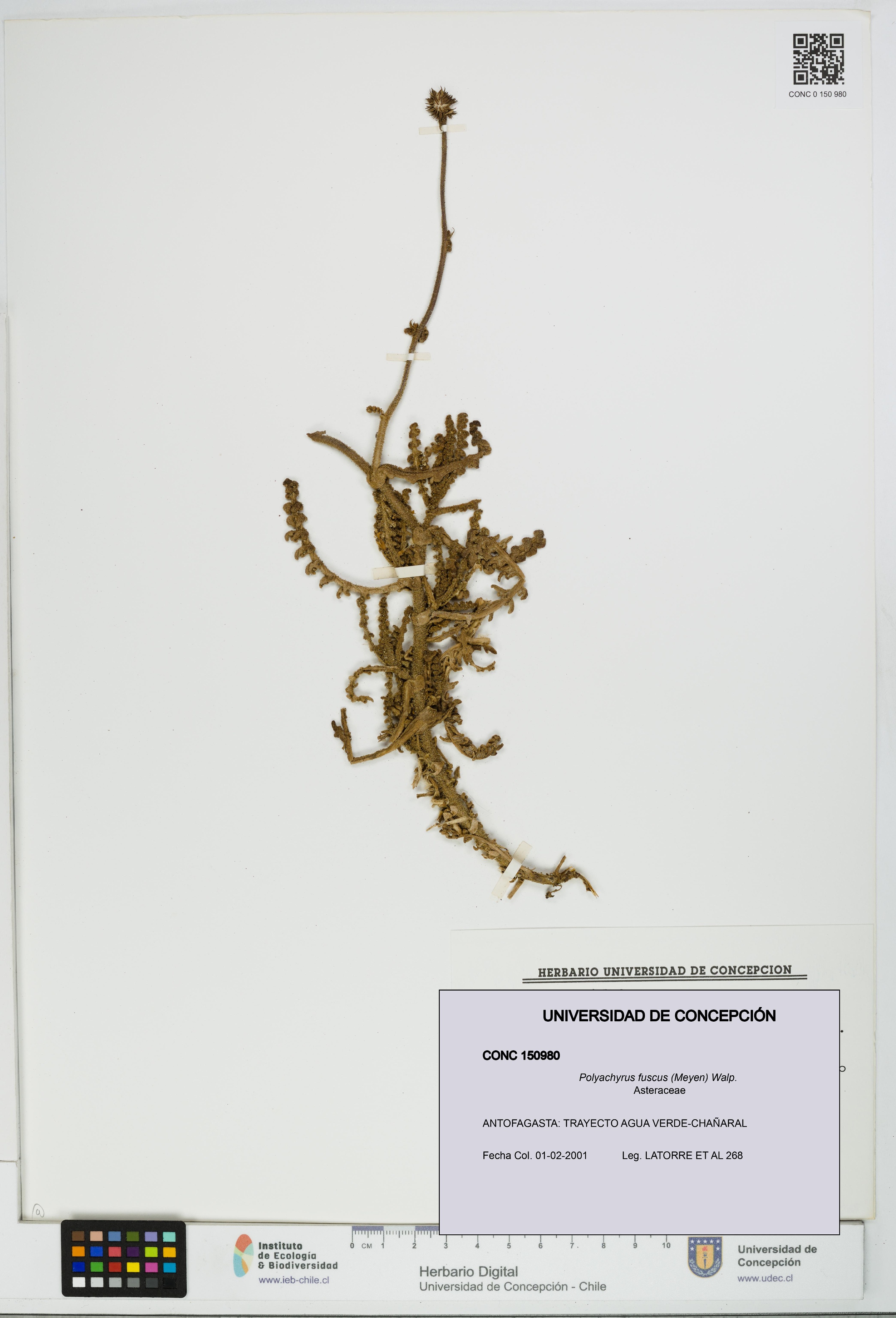 Polyachyrus fuscus [Espécimen: UDEC:CONC:0150980]