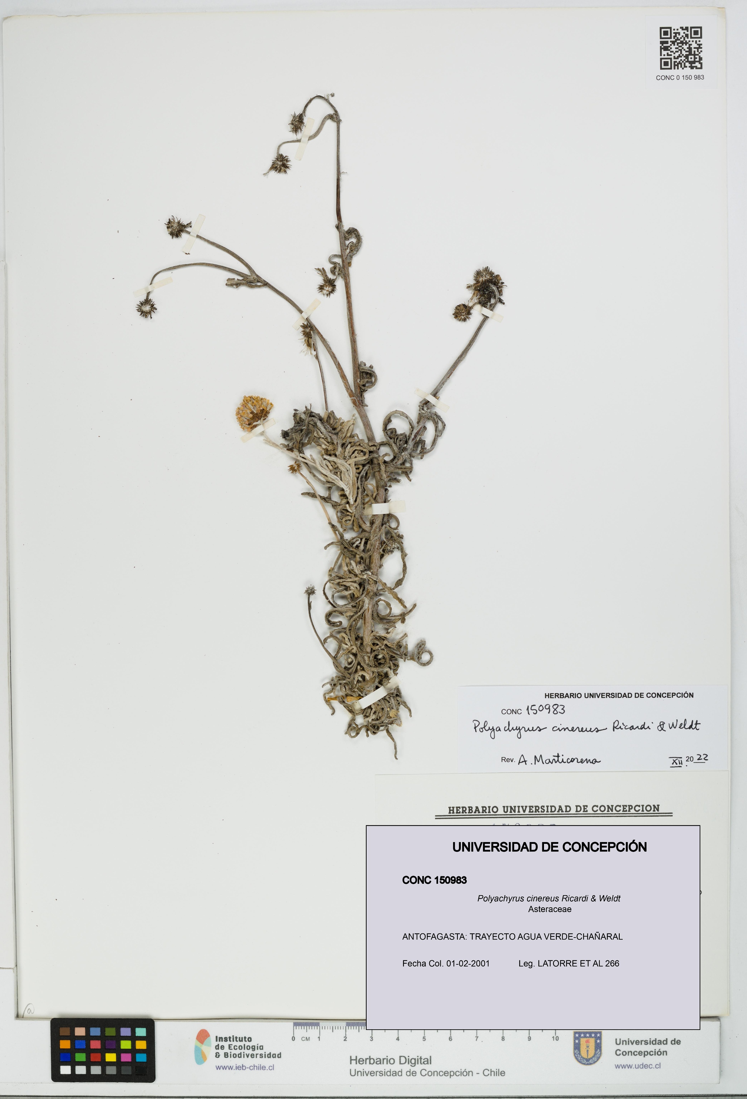 Polyachyrus cinereus [Espécimen: UDEC:CONC:0150983]