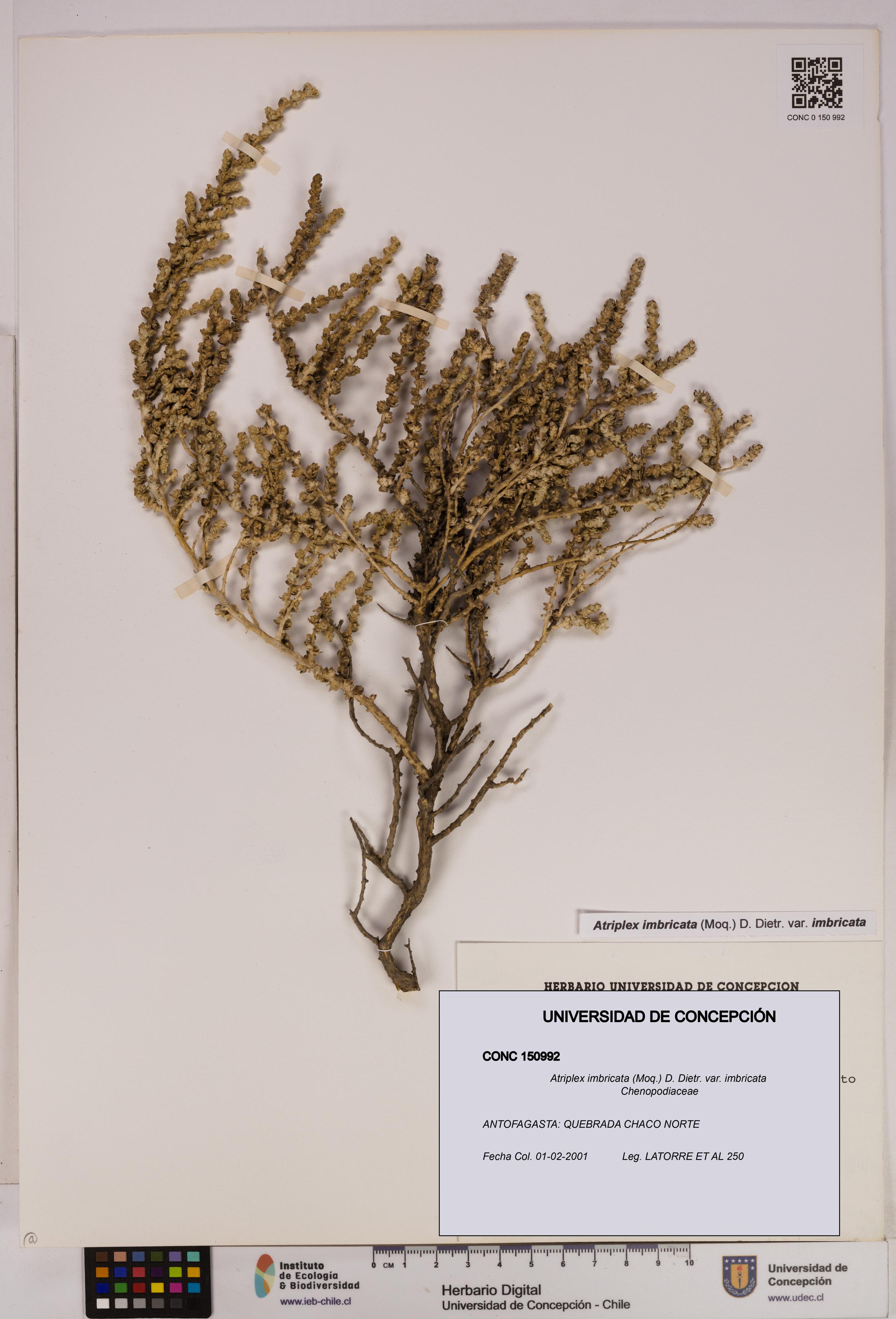 Atriplex imbricata [Espécimen: UDEC:CONC:0150992]