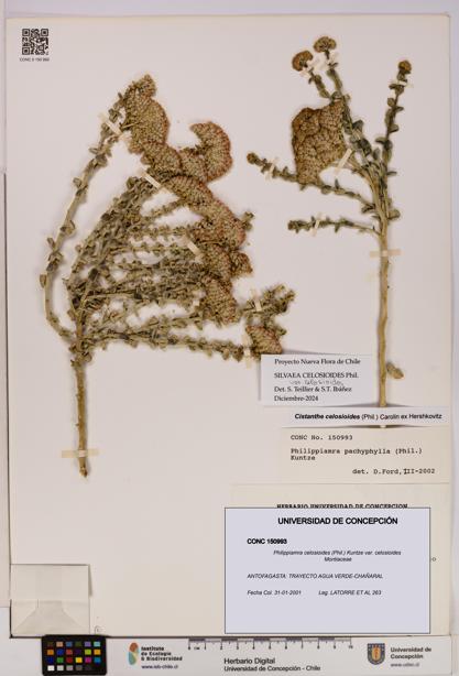 Philippiamra celosioides [Espécimen: ]