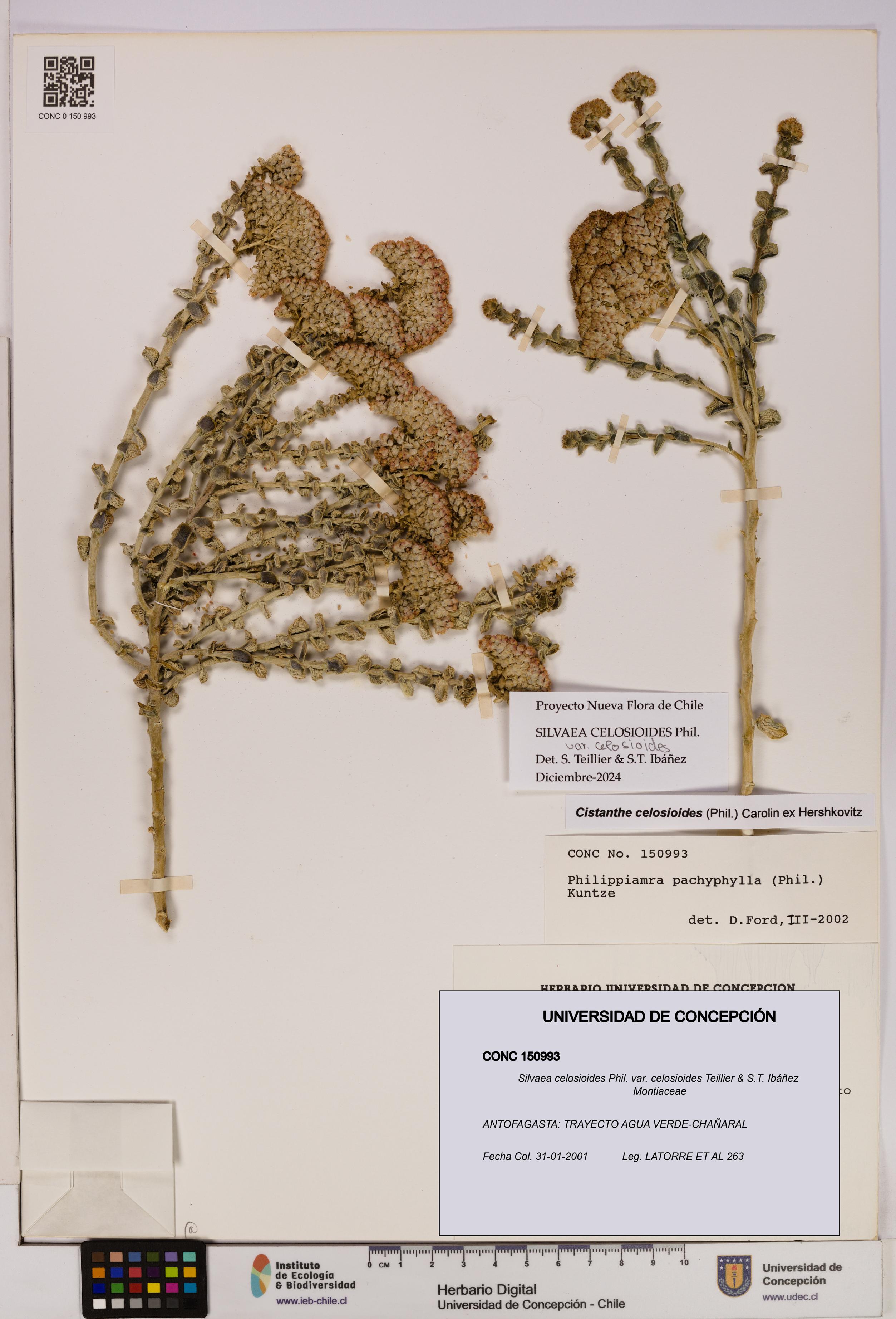 Silvaea celosioides var. celosioides [Espécimen: UDEC:CONC:0150993]