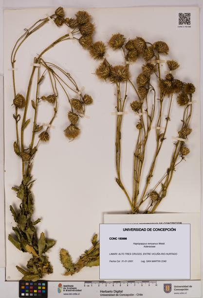 Haplopappus remyanus [Espécimen: UDEC:CONC:0150998]