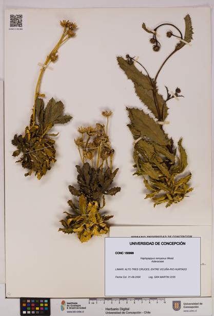 Haplopappus remyanus [Espécimen: UDEC:CONC:0150999]