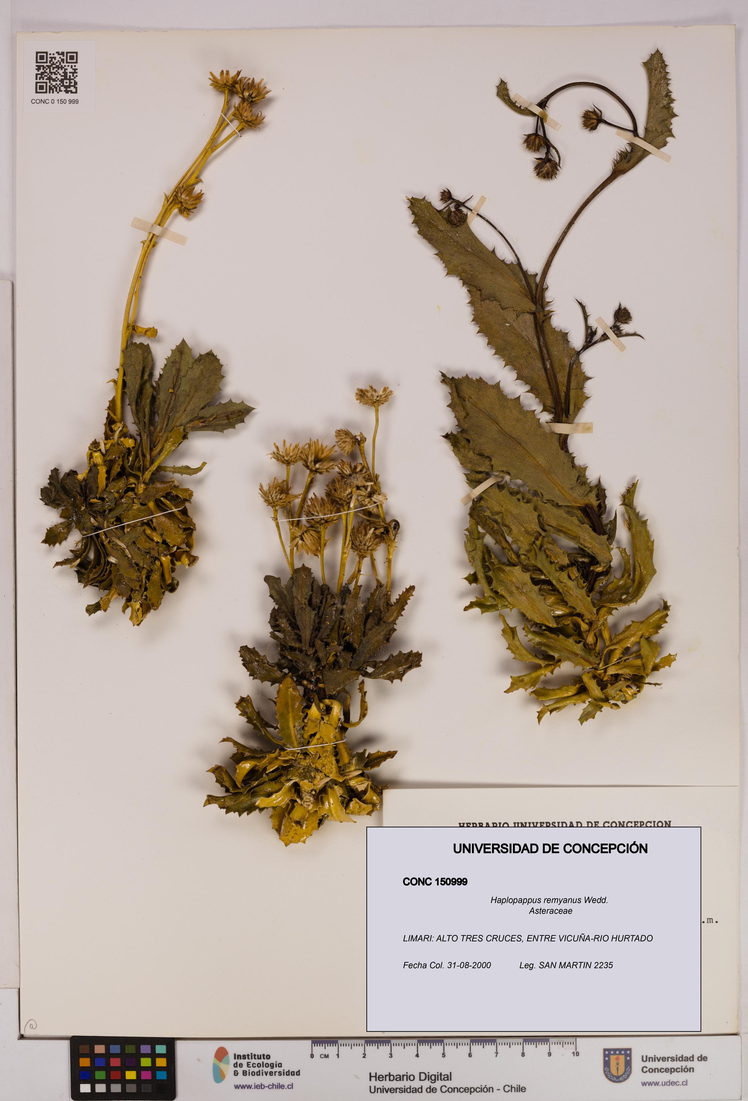 Haplopappus remyanus [Espécimen: UDEC:CONC:0150999]