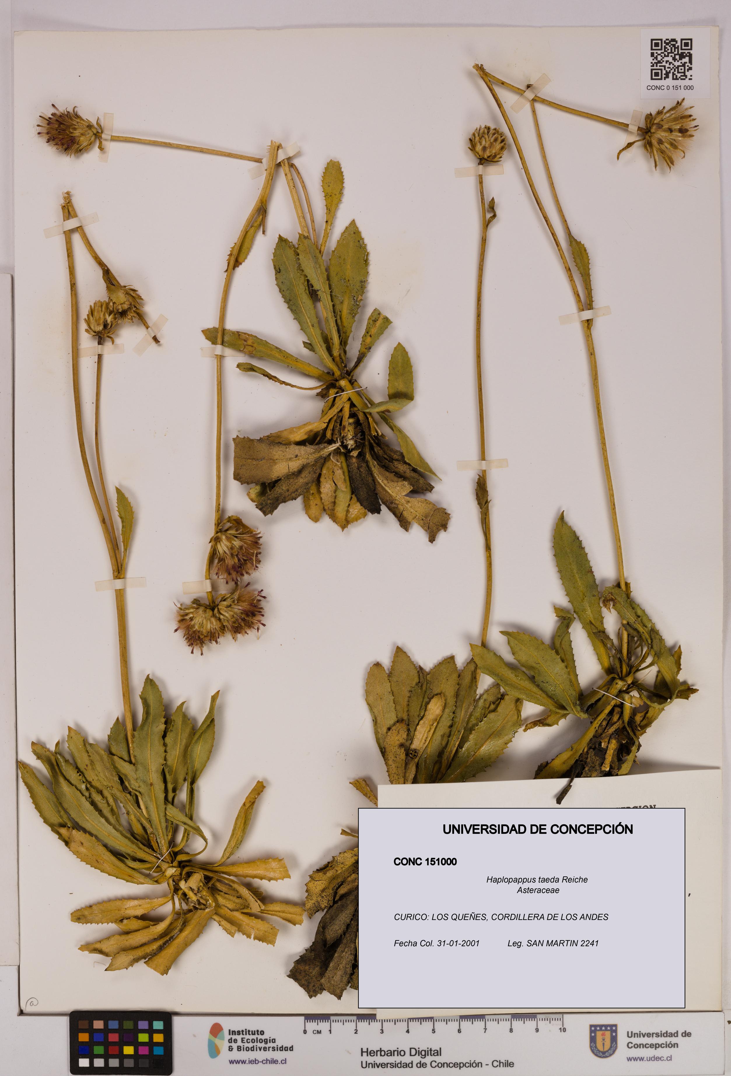 Haplopappus taeda [Espécimen: UDEC:CONC:0151000]