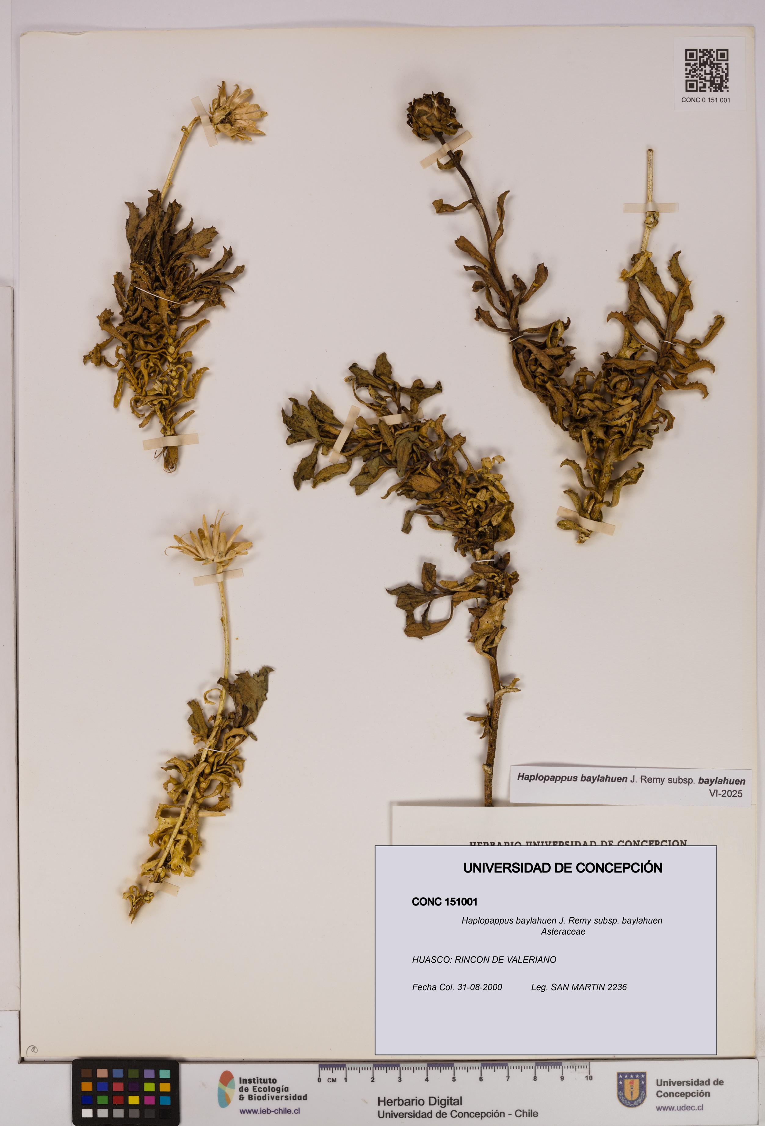 Haplopappus baylahuen subsp. baylahuen [Espécimen: UDEC:CONC:0151001]