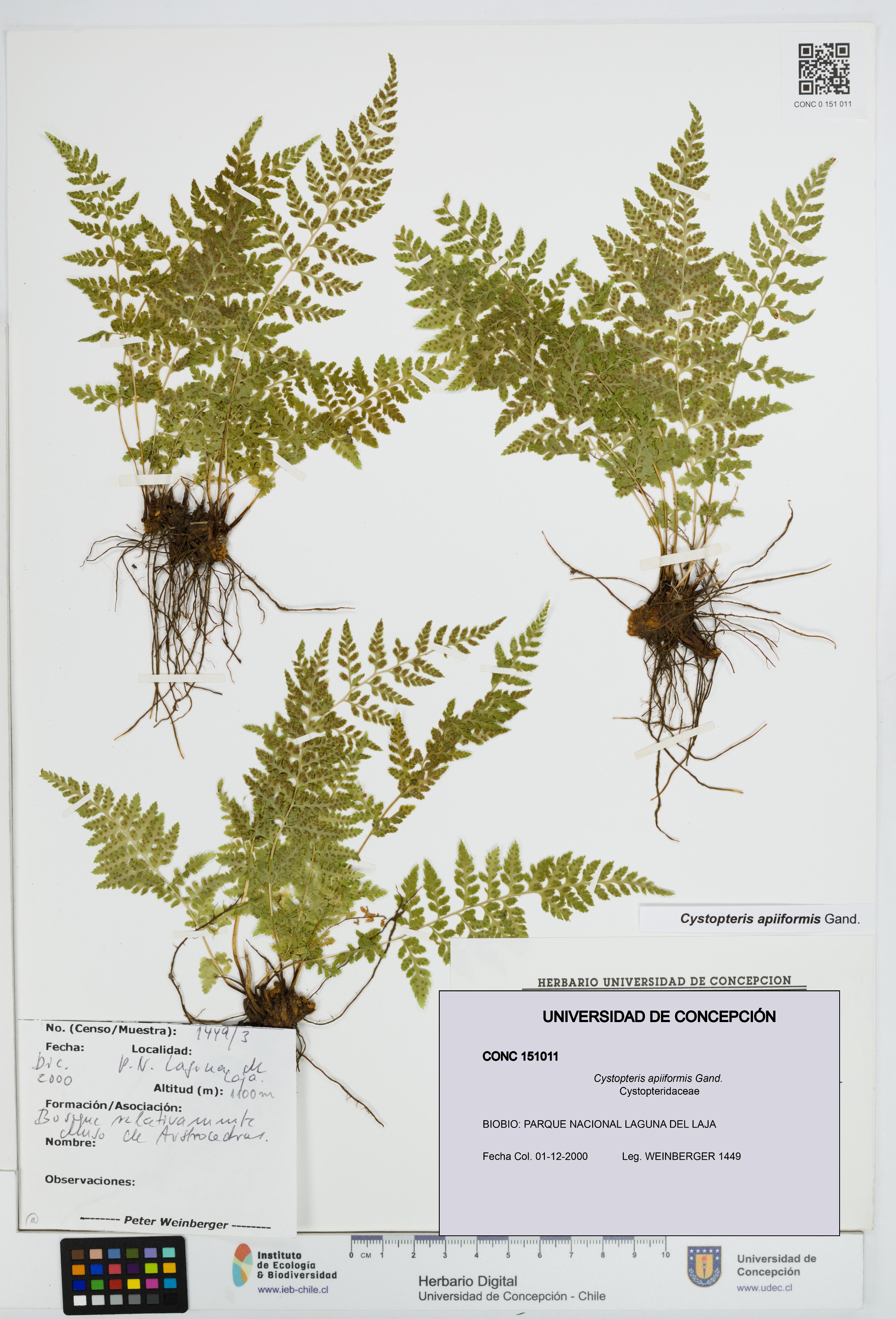 Cystopteris apiiformis [Espécimen: UDEC:CONC:0151011]