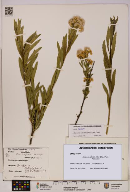 Baccharis salicifolia [Espécimen: UDEC:CONC:0151014]