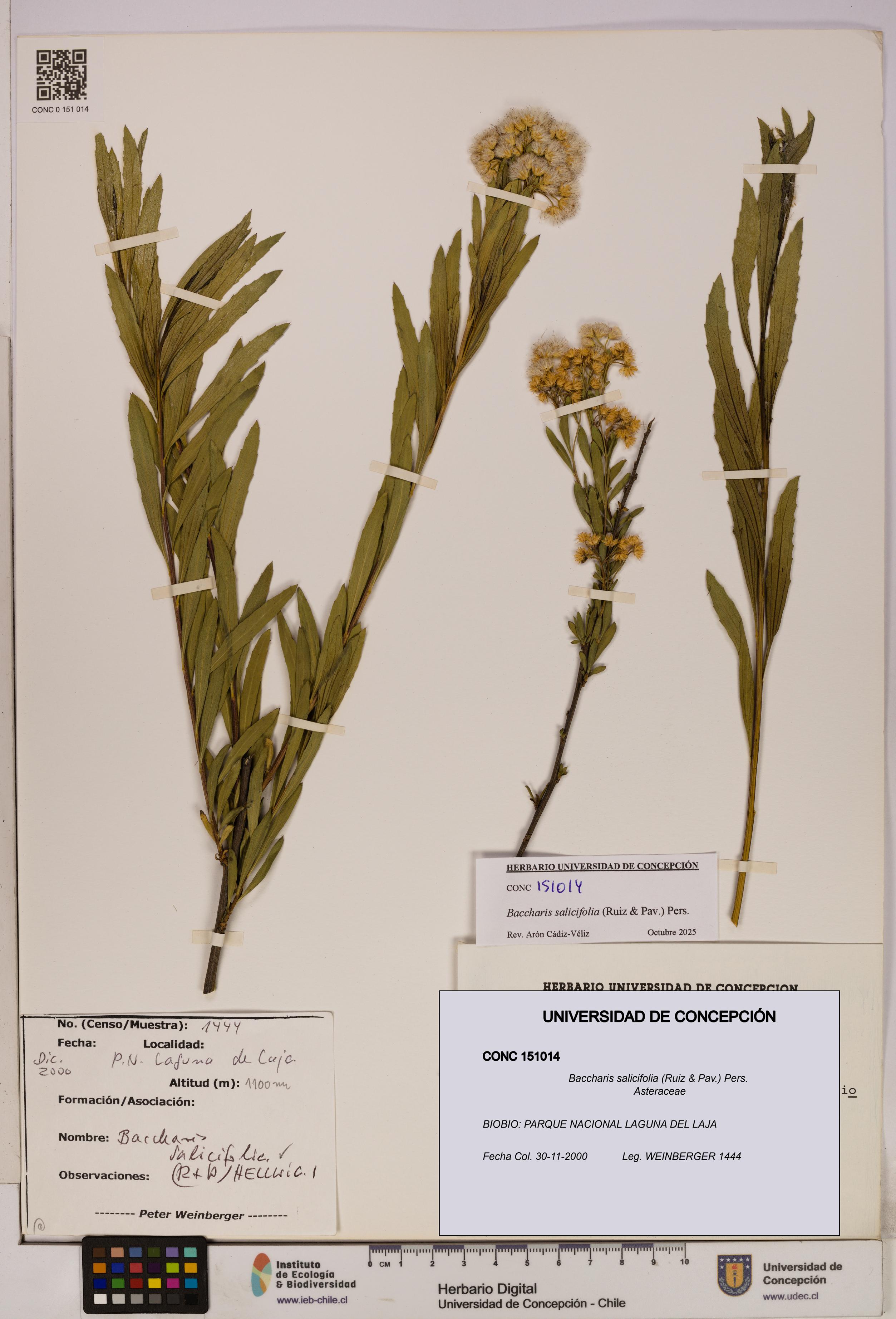 Baccharis salicifolia [Espécimen: UDEC:CONC:0151014]