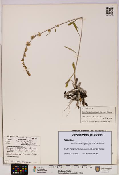 Gamochaeta simplicicaulis [Espécimen: UDEC:CONC:0151020]