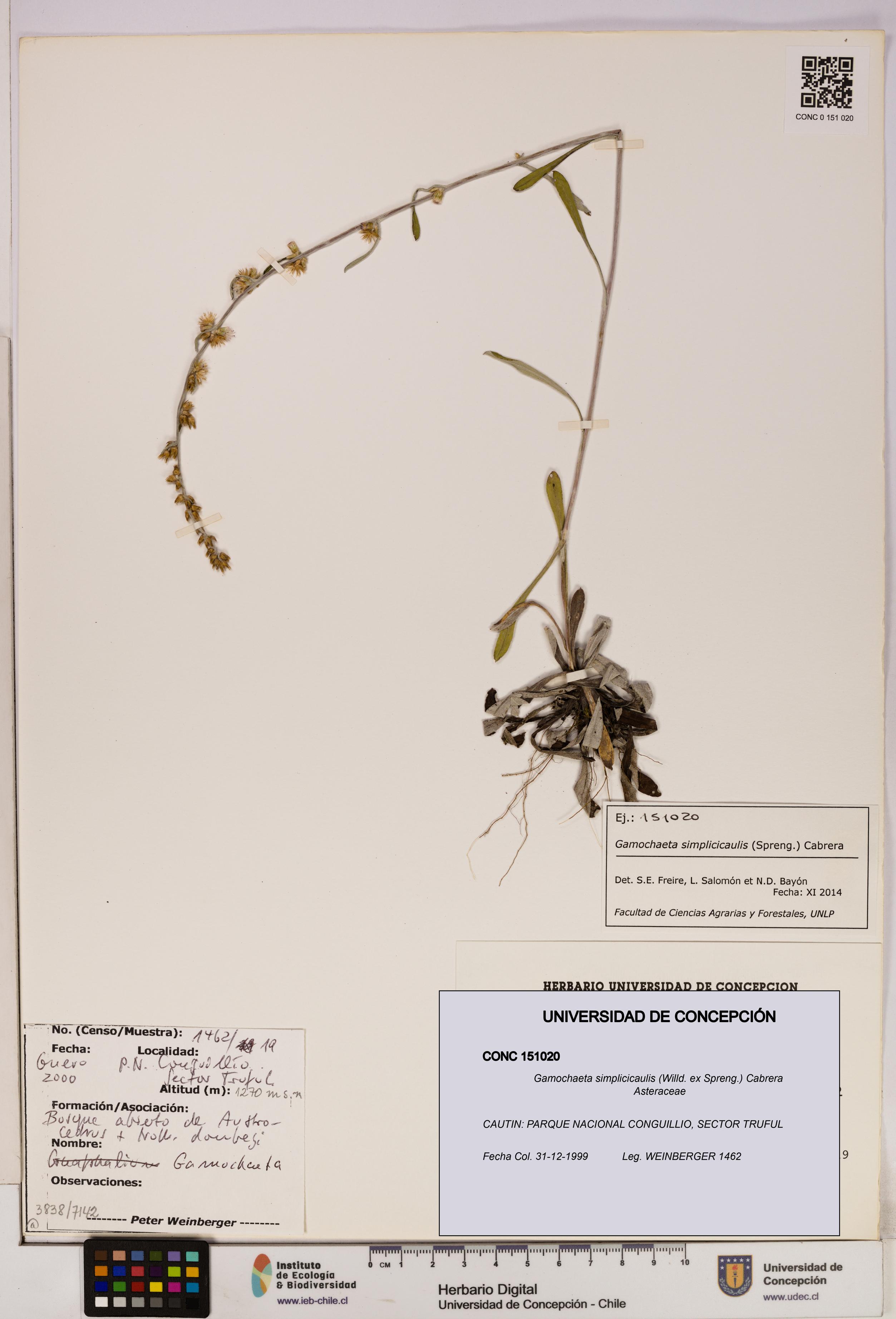 Gamochaeta simplicicaulis [Espécimen: UDEC:CONC:0151020]