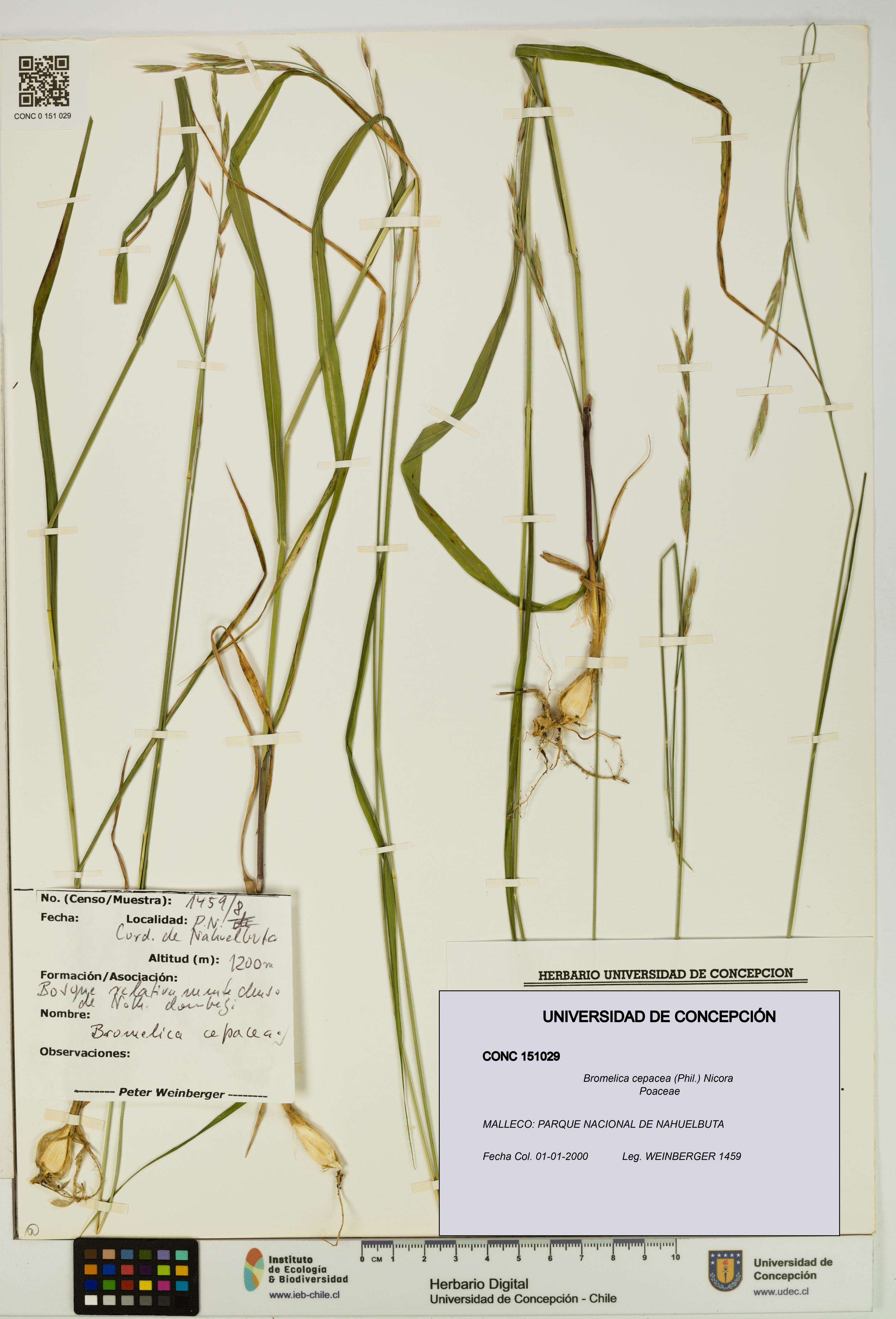 Bromelica cepacea [Espécimen: UDEC:CONC:0151029]