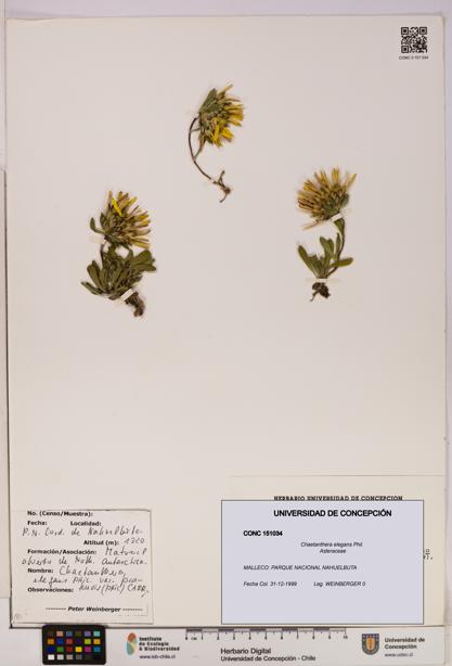 Chaetanthera elegans [Espécimen: UDEC:CONC:0151034]