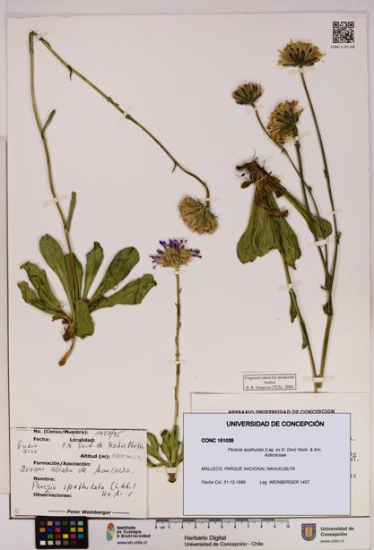 Perezia spathulata [Espécimen: UDEC:CONC:0151035]