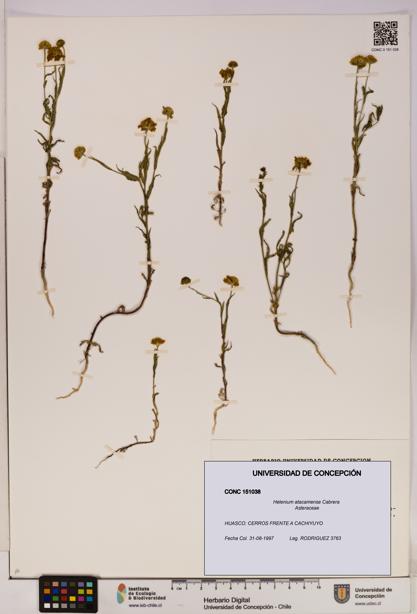 Helenium atacamense [Espécimen: UDEC:CONC:0151038]