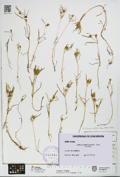 Lasthenia kunthii [Espécimen: UDEC:CONC:0151045]