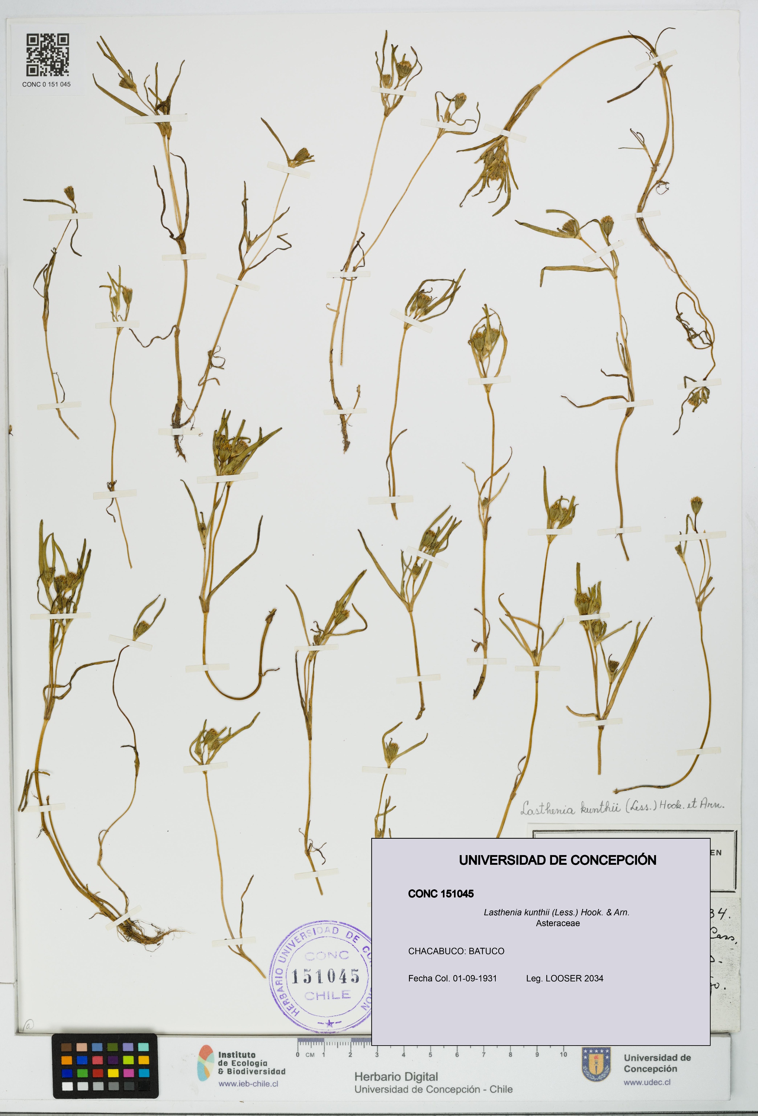 Lasthenia kunthii [Espécimen: UDEC:CONC:0151045]