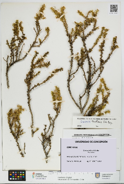 Senecio nutans [Espécimen: UDEC:CONC:0151082]