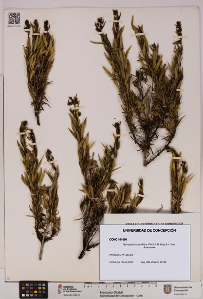 Ophryosporus pinifolius [Espécimen: UDEC:CONC:0151086]