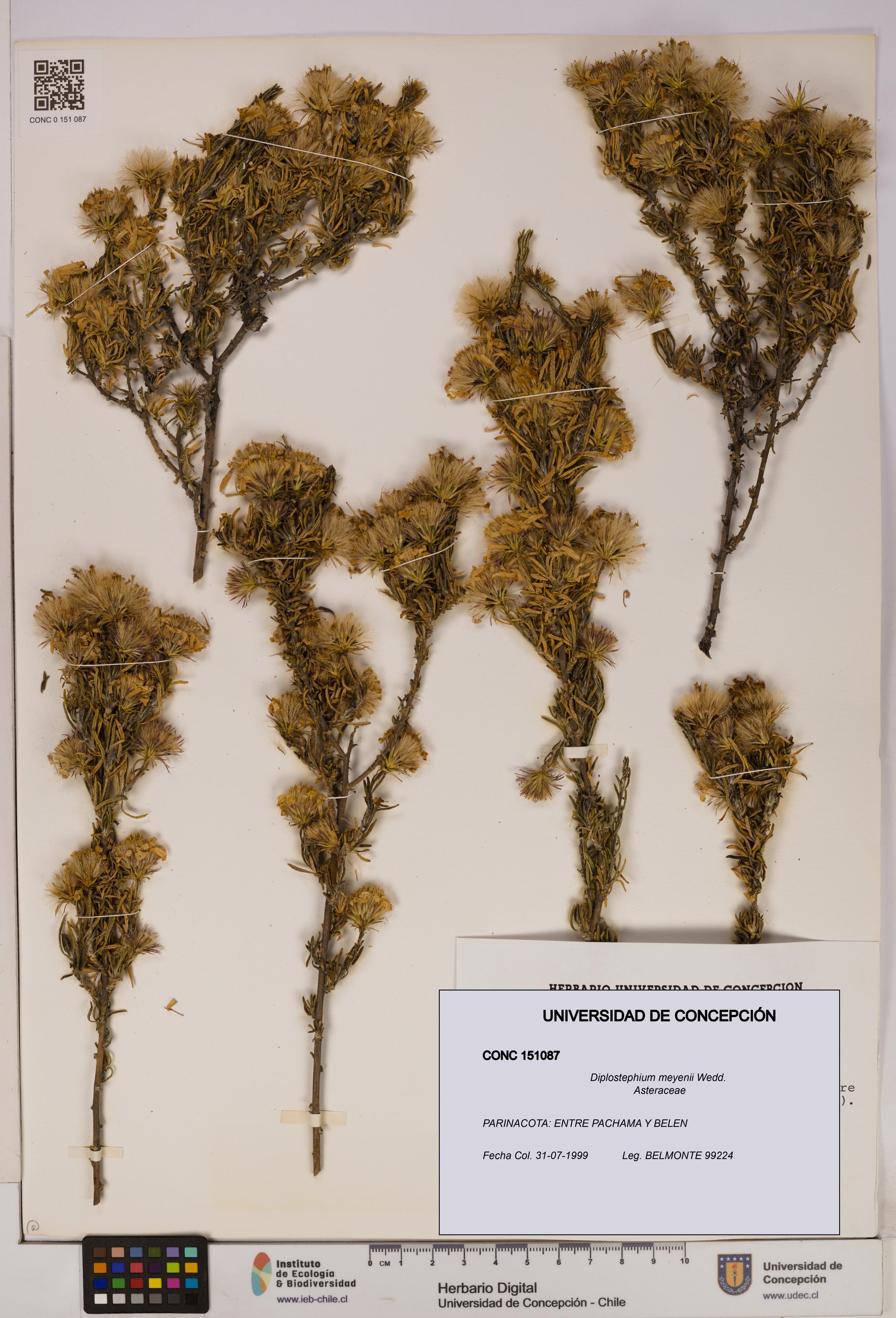 Diplostephium meyenii [Espécimen: UDEC:CONC:0151087]