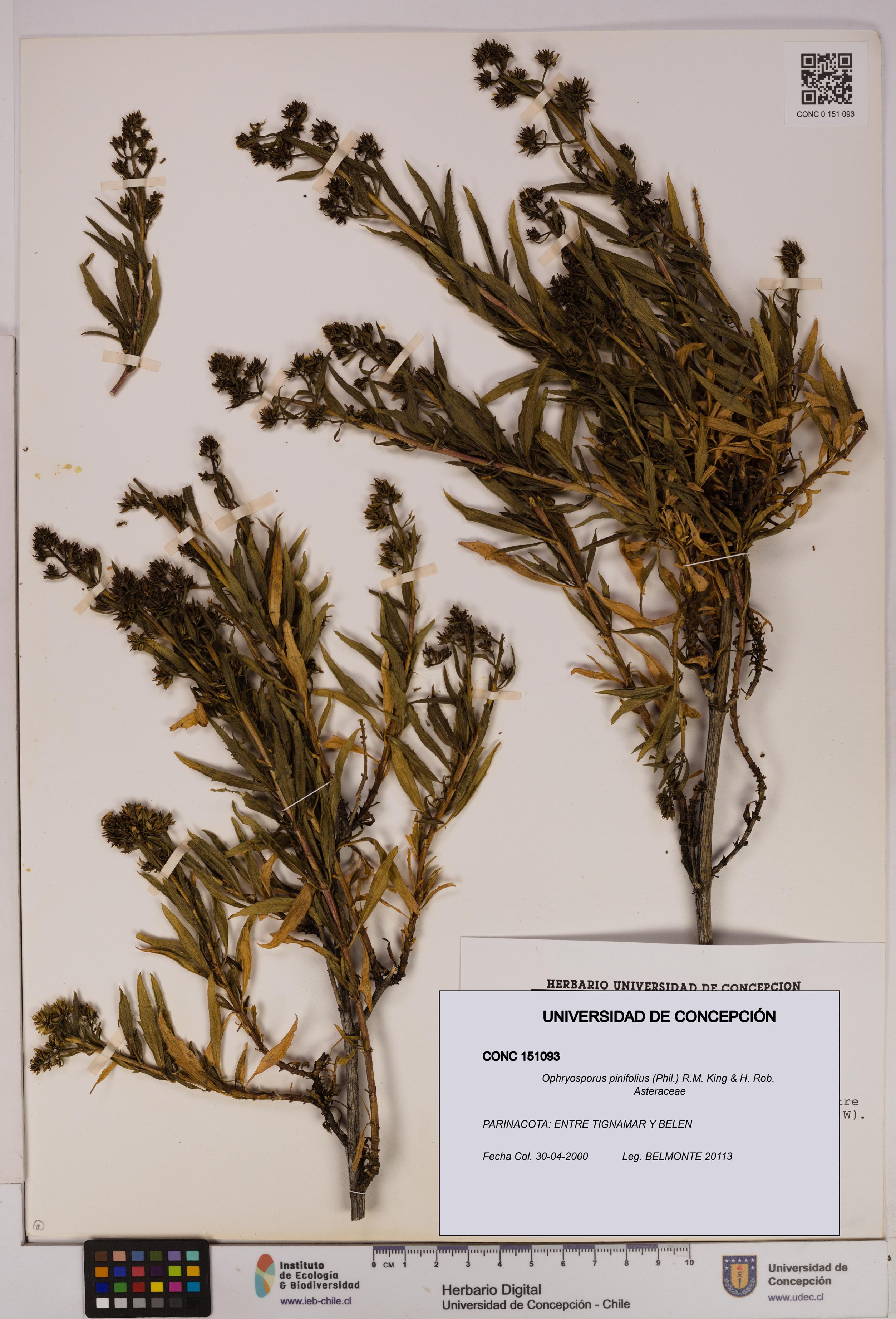 Ophryosporus pinifolius [Espécimen: UDEC:CONC:0151093]