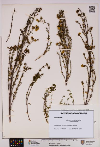 Calceolaria inamoena [Espécimen: UDEC:CONC:0151094]
