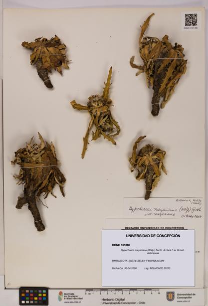 Hypochaeris meyeniana [Espécimen: UDEC:CONC:0151095]