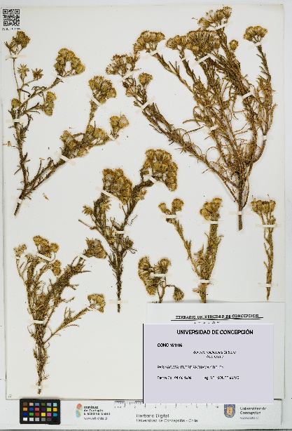 Senecio reicheanus [Espécimen: UDEC:CONC:0151105]