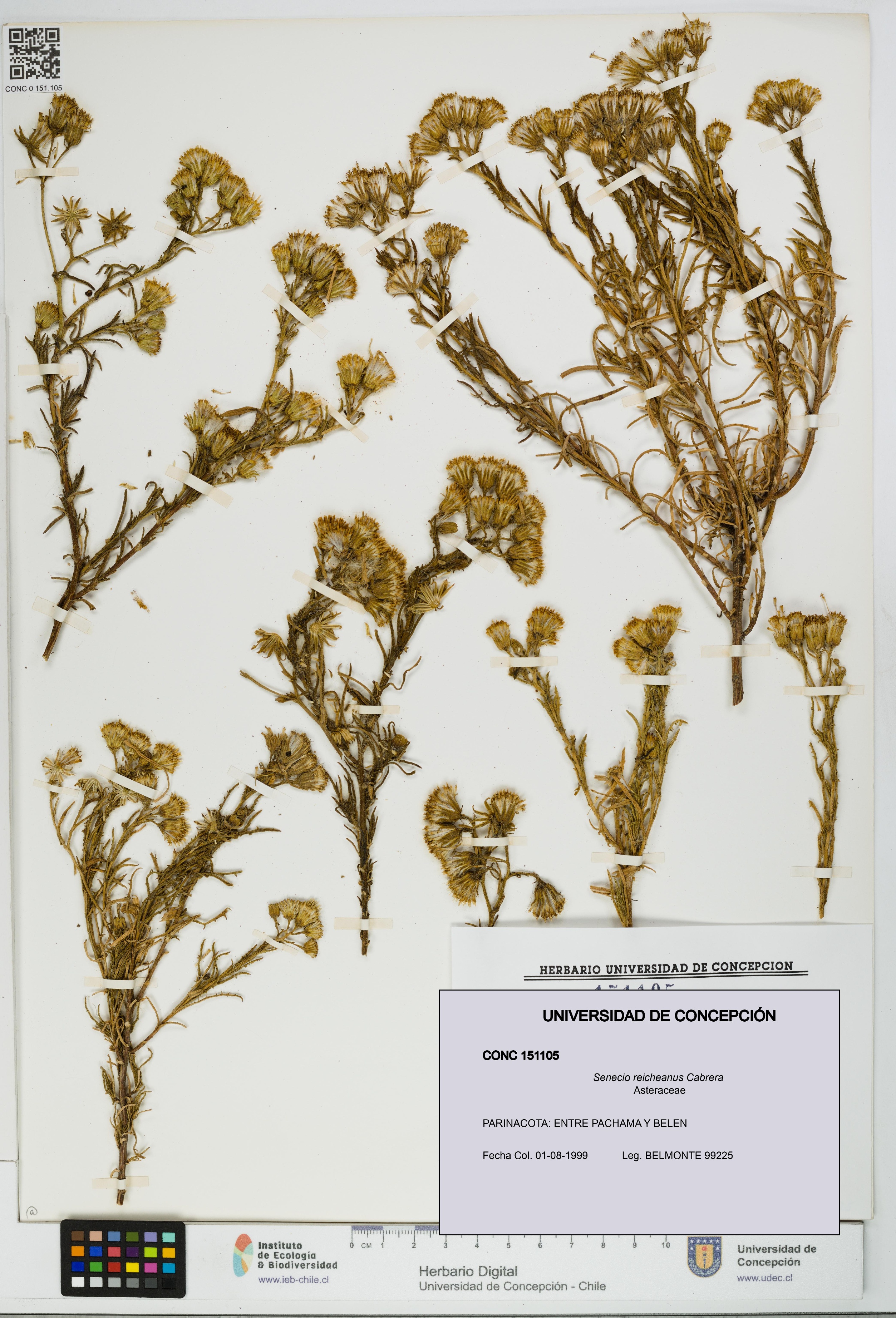 Senecio reicheanus [Espécimen: UDEC:CONC:0151105]