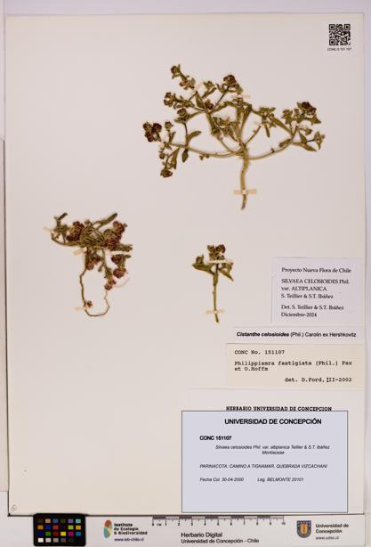 Silvaea celosioides var. altiplanica [Espécimen: UDEC:CONC:0151107]