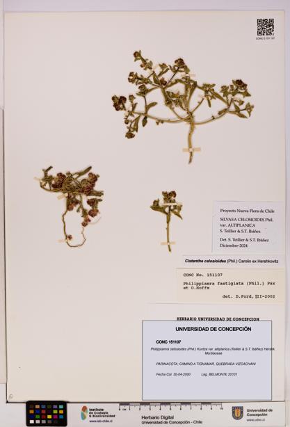 Philippiamra celosioides [Espécimen: ]