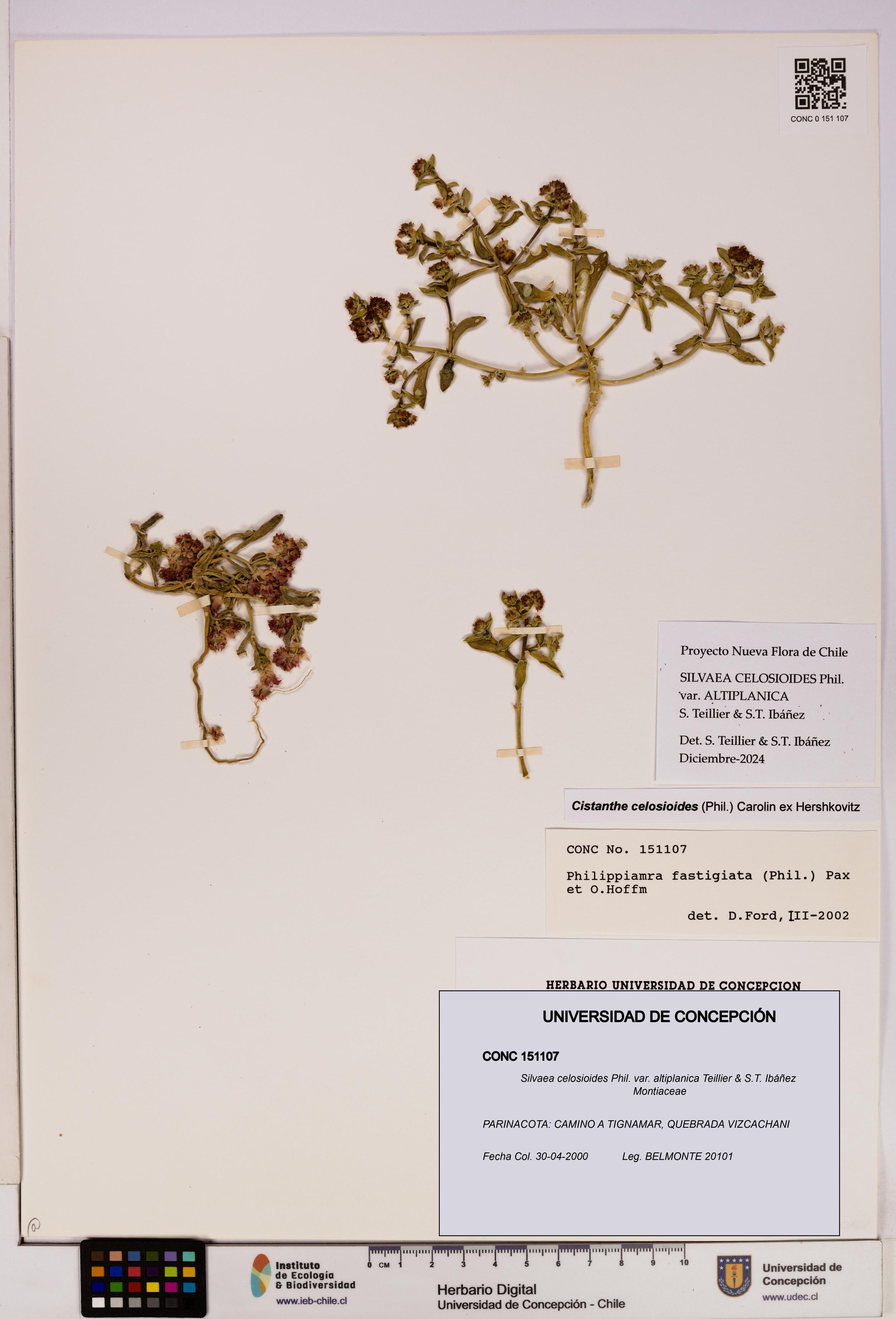 Silvaea celosioides var. altiplanica [Espécimen: UDEC:CONC:0151107]