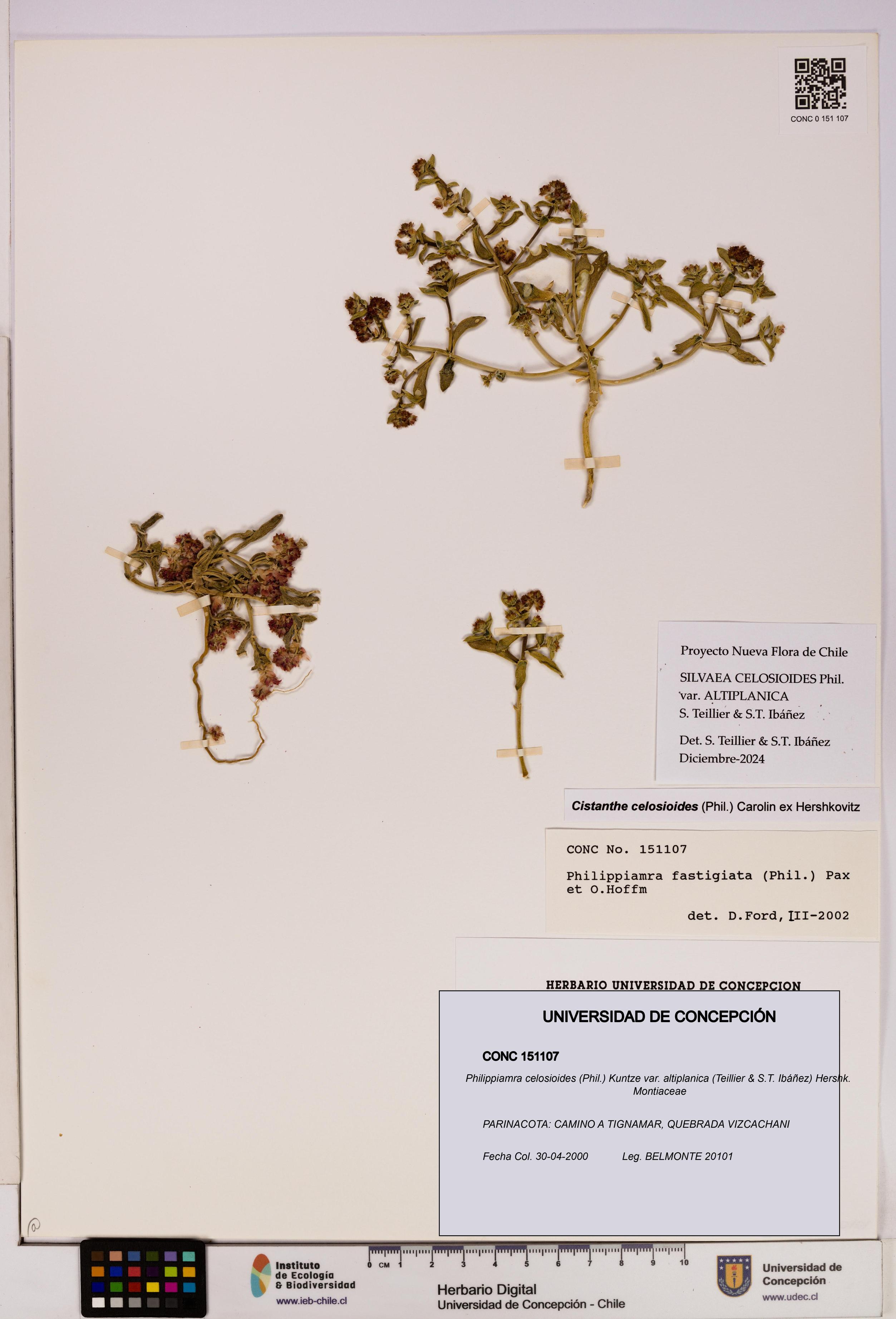 Philippiamra celosioides [Espécimen: ]