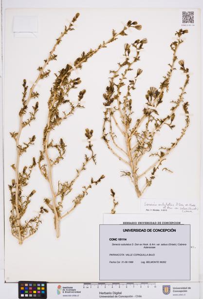 Senecio subulatus [Espécimen: ]