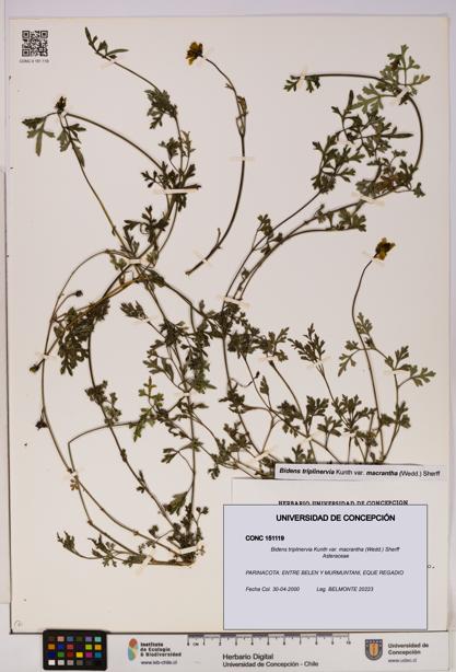Bidens triplinervia [Espécimen: UDEC:CONC:0151119]
