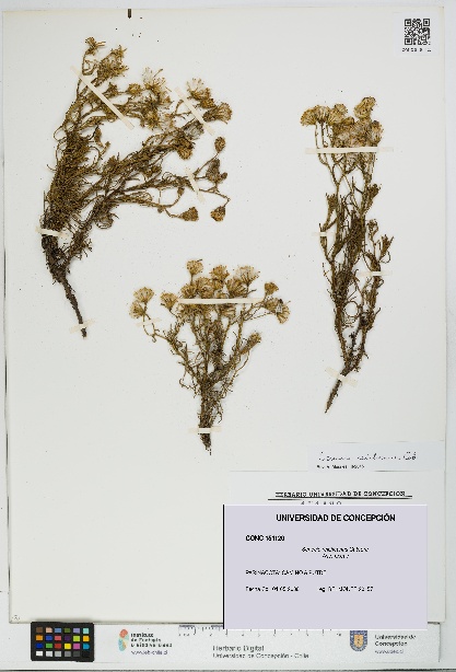 Senecio reicheanus [Espécimen: UDEC:CONC:0151120]