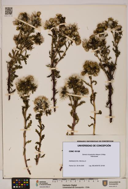 Senecio dryophyllus [Espécimen: UDEC:CONC:0151125]