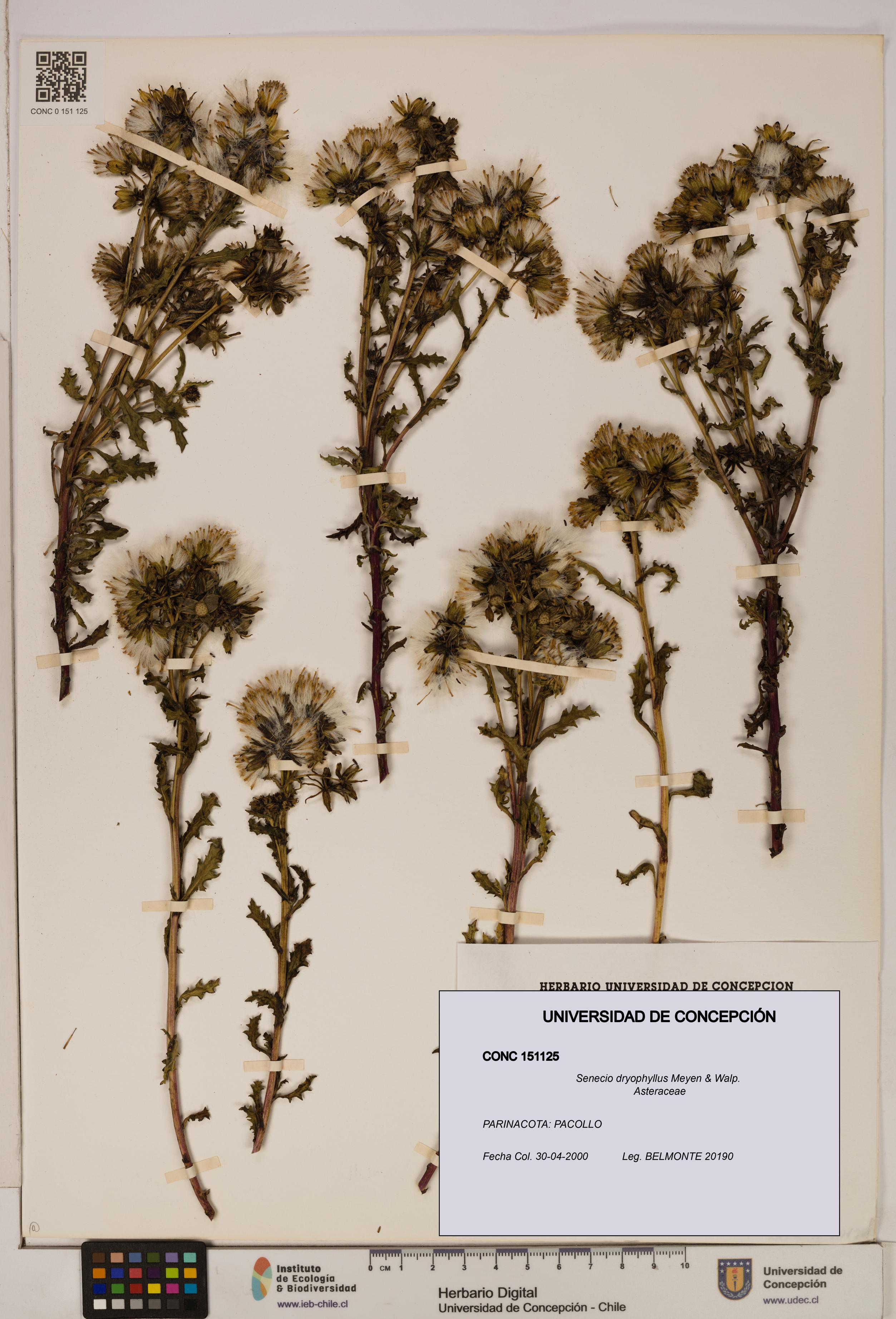 Senecio dryophyllus [Espécimen: UDEC:CONC:0151125]