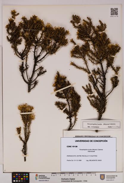 Parastrephia lucida [Espécimen: UDEC:CONC:0151126]