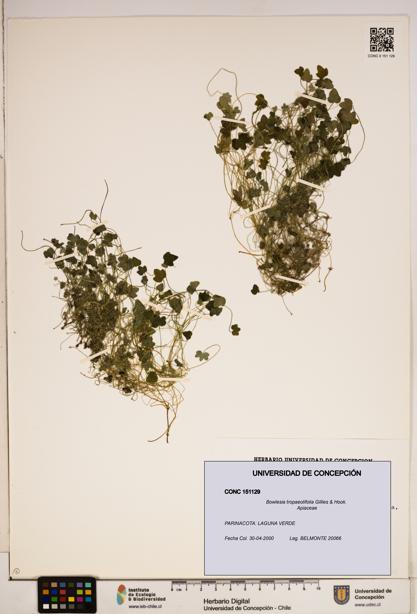 Bowlesia tropaeolifolia [Espécimen: ]
