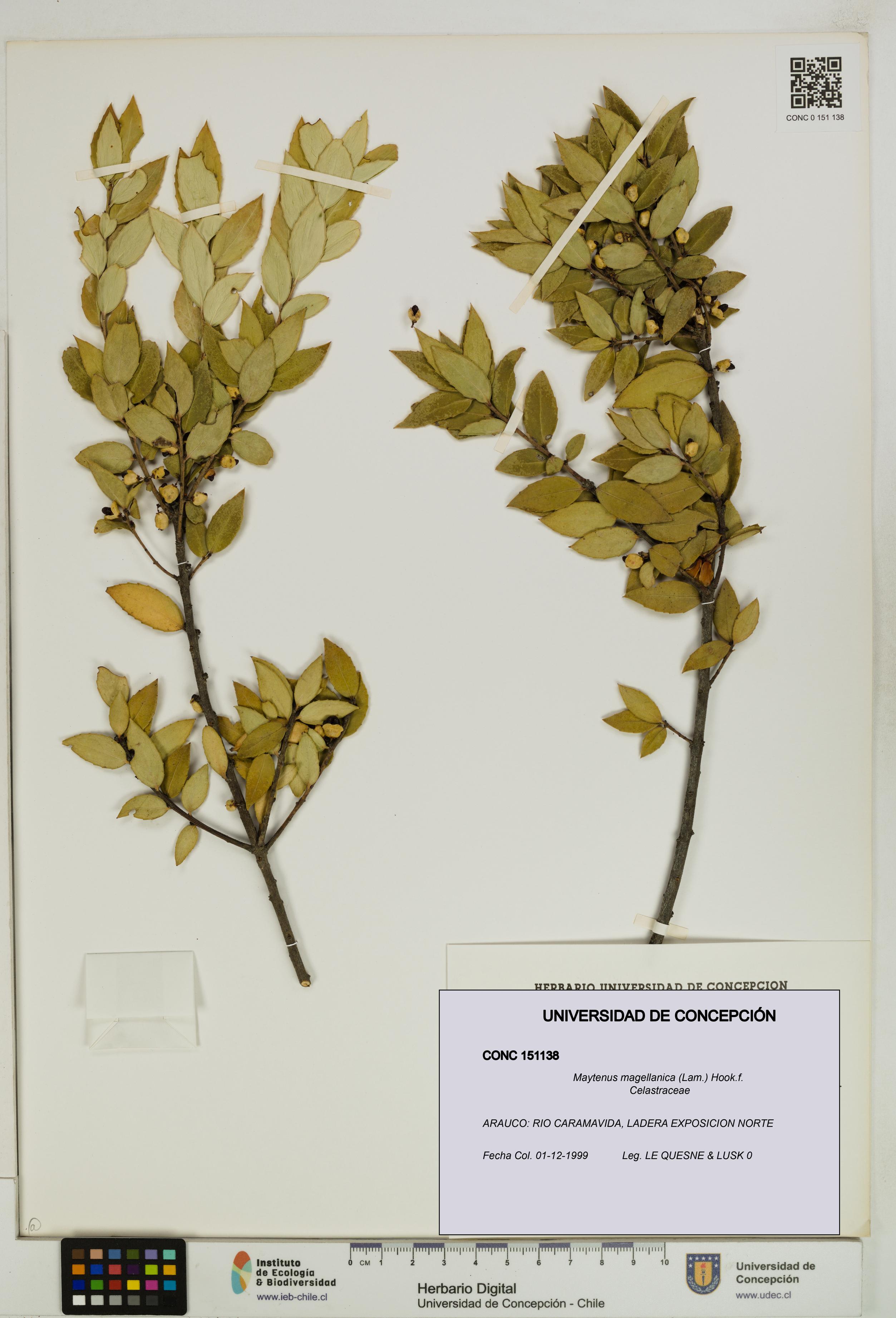 Maytenus magellanica [Espécimen: UDEC:CONC:0151138]