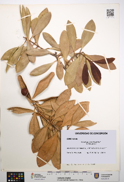 Gomortega keule [Espécimen: UDEC:CONC:0151143]