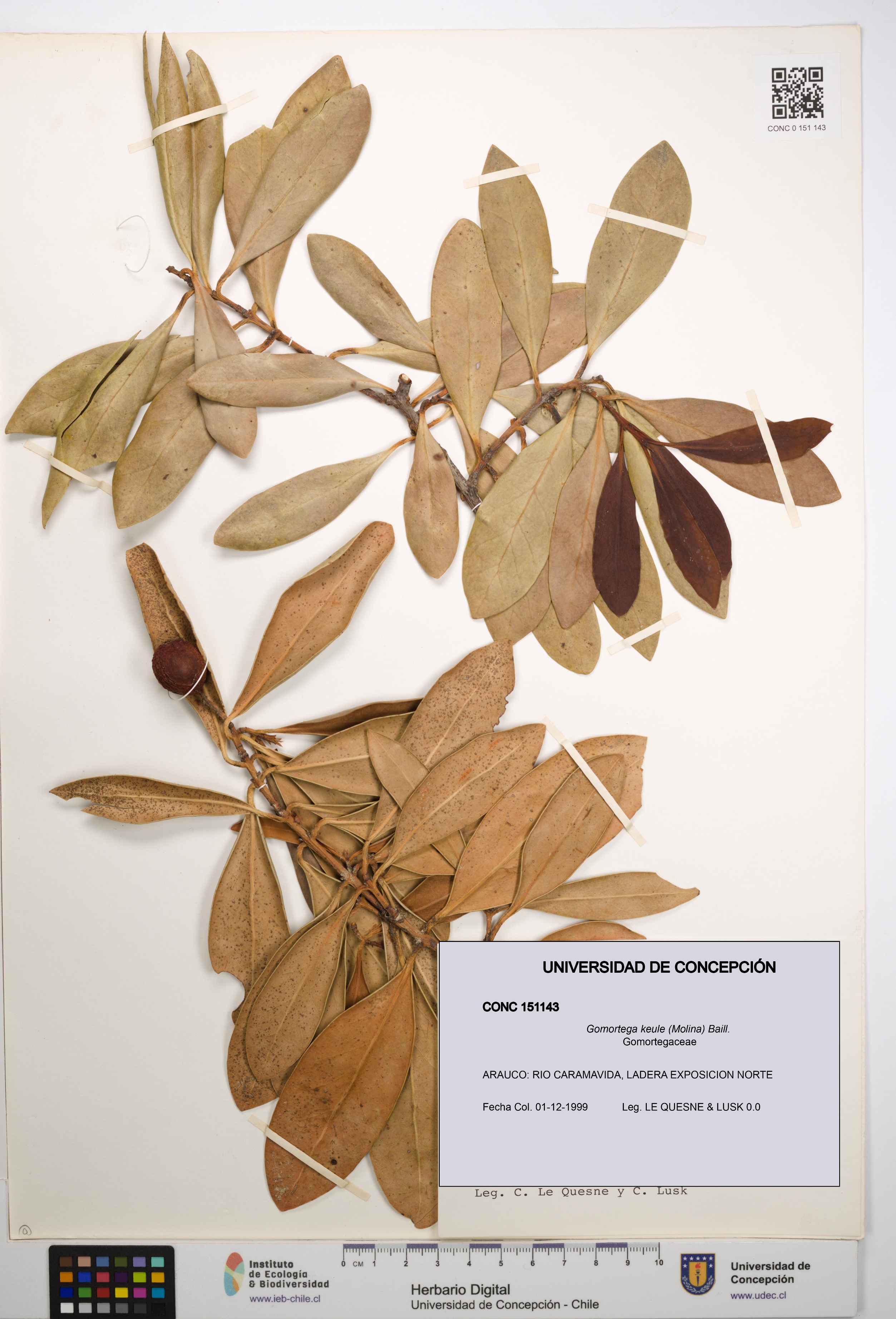 Gomortega keule [Espécimen: UDEC:CONC:0151143]
