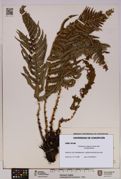 Polystichum chilense [Espécimen: UDEC:CONC:0151149]