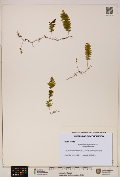 Hymenophyllum pectinatum [Espécimen: ]
